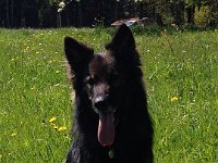 Shani